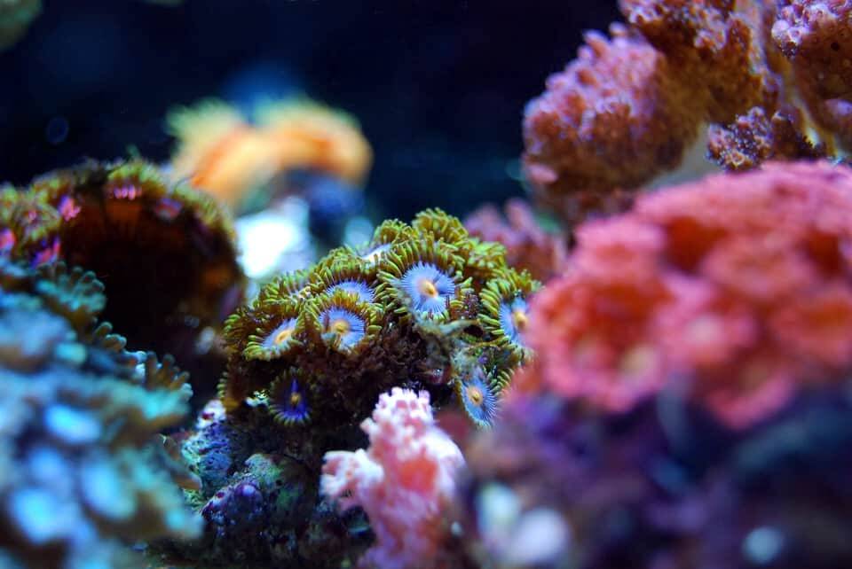 Исследование: Как кораллы реагируют на изменение климата и мира