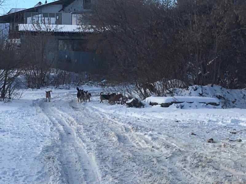 В частном секторе Новосибирска стая собак атаковала нескольких людей