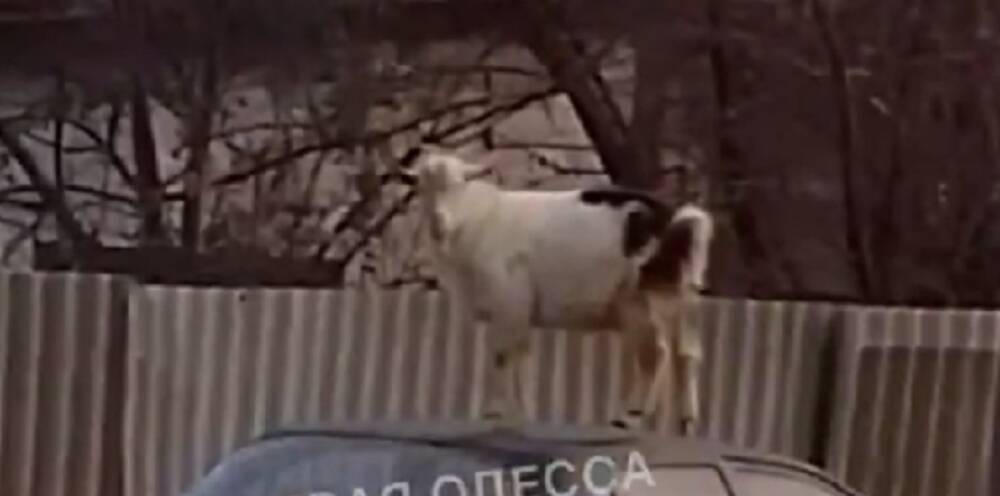 В Одессе козел забрался на крышу иномарки: курьезное видео