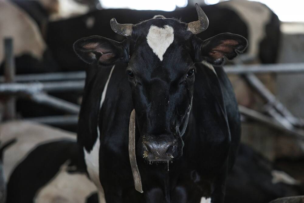 В Челябинской области с поля украли стадо коров