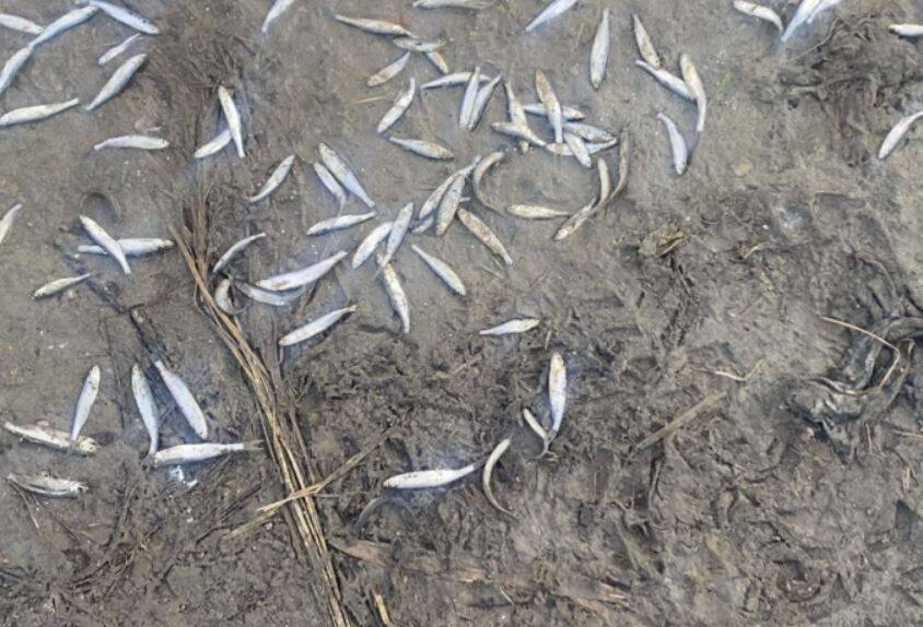 Росприроднадзор не нашел в Дудергофском канале причину замора рыбы