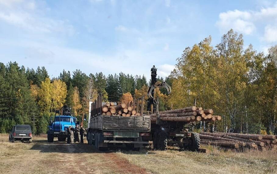 ФСБ и полиция задержали черного лесоруба под Каменском-Уральским