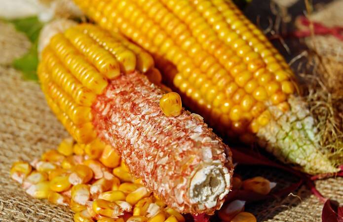 Китай закупил крупную партию украинской кукурузы