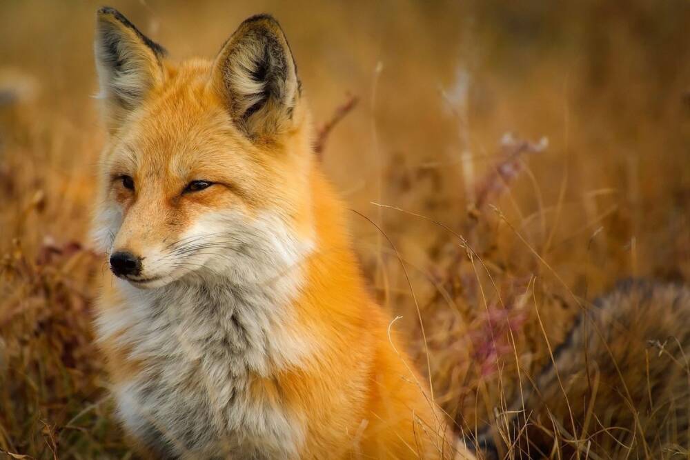 В Пензенской области будут награждать за отстрел диких лисиц