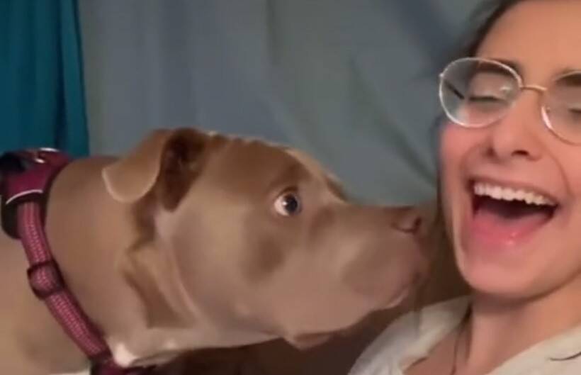 Уморительная реакция пса на лай хозяйки рассмешила до слез пользователей Сети (ВИДЕО)