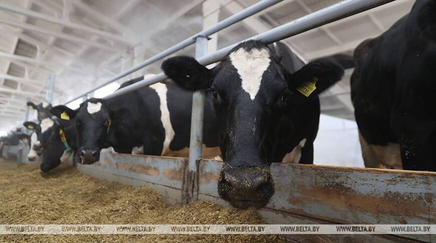 В Минской области планируют возвести 17 молочно-товарных ферм в 2022 году