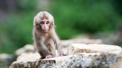 В Китае создали искусственную обезьяну