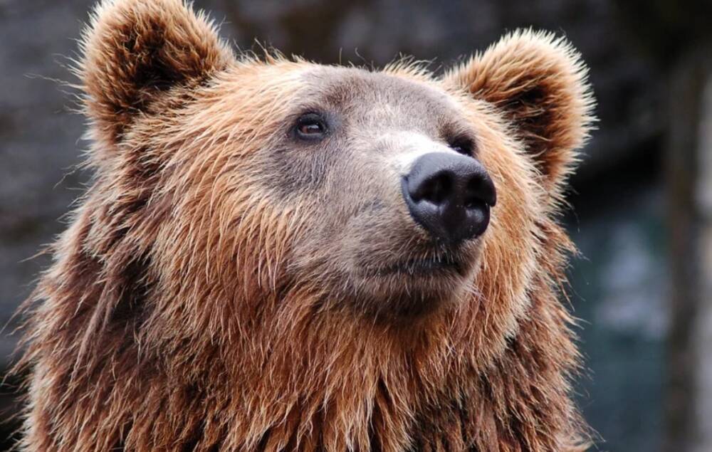 Соседство панды и бурого медведя в Ленинградском зоопарке может сблизить Россию и Китай