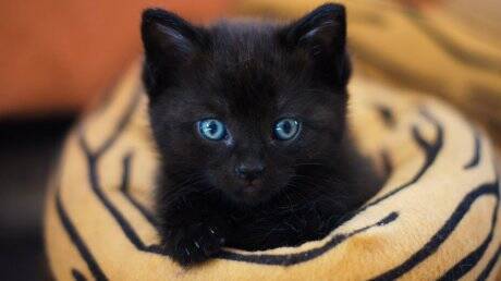 17 ноября приласкайте черных котов