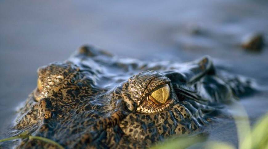Два жителя Австралии выжили, проведя несколько дней на острове в окружении крокодилов
