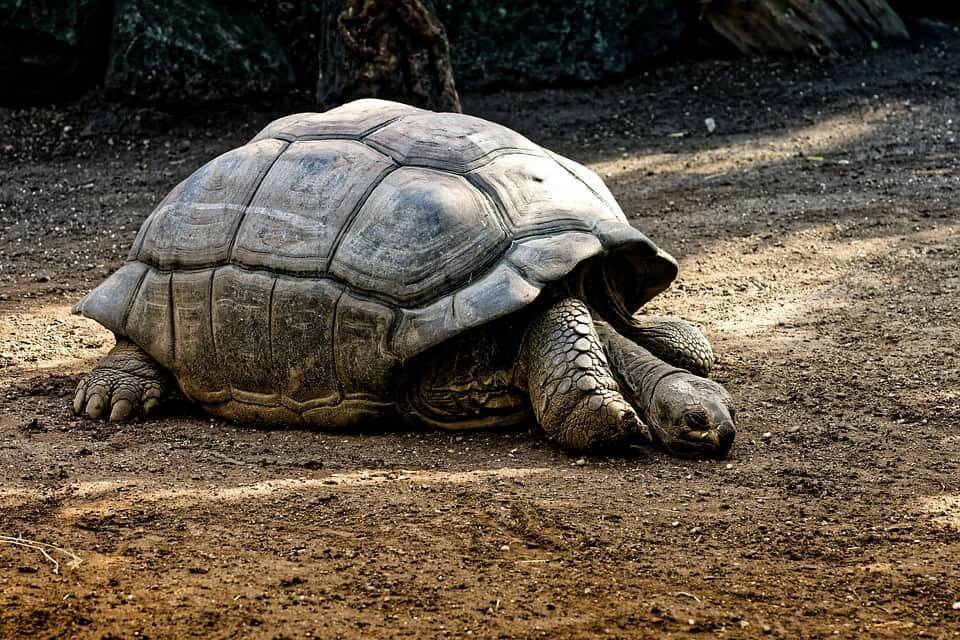 Более 50% всех видов черепах находятся под угрозой исчезновения и мира
