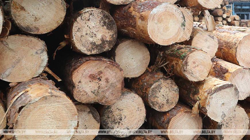 Работник Кличевского лесхоза незаконно отгружал древесину коммерсанту