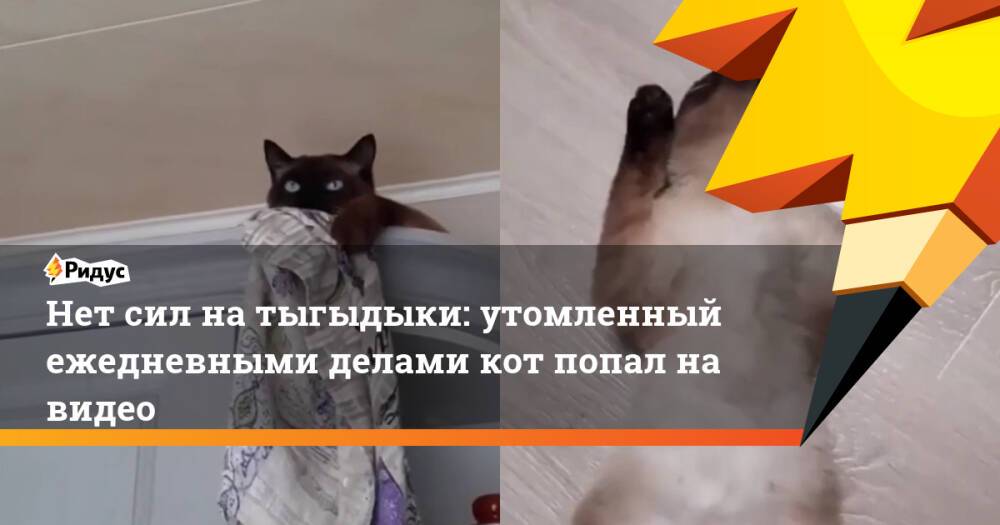 Нет сил на тыгыдыки: утомленный ежедневными делами кот попал на видео