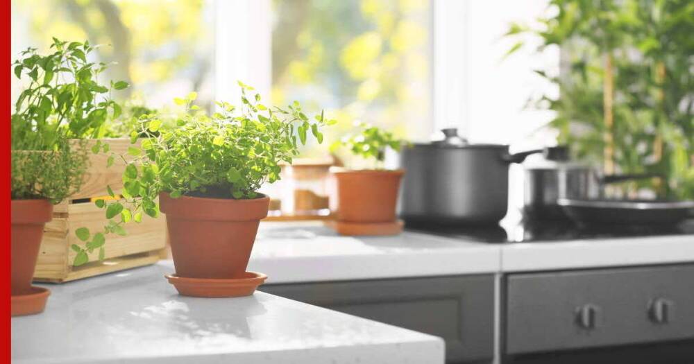Озеленение интерьера: 7 мест в доме, куда комнатные растения лучше не ставить