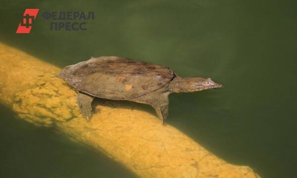 В Хабаровском крае просят спасти краснокнижных черепах