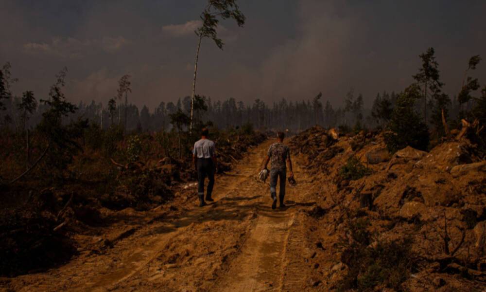 В Карелии осудили мужчину, устроившего пожар в лесу