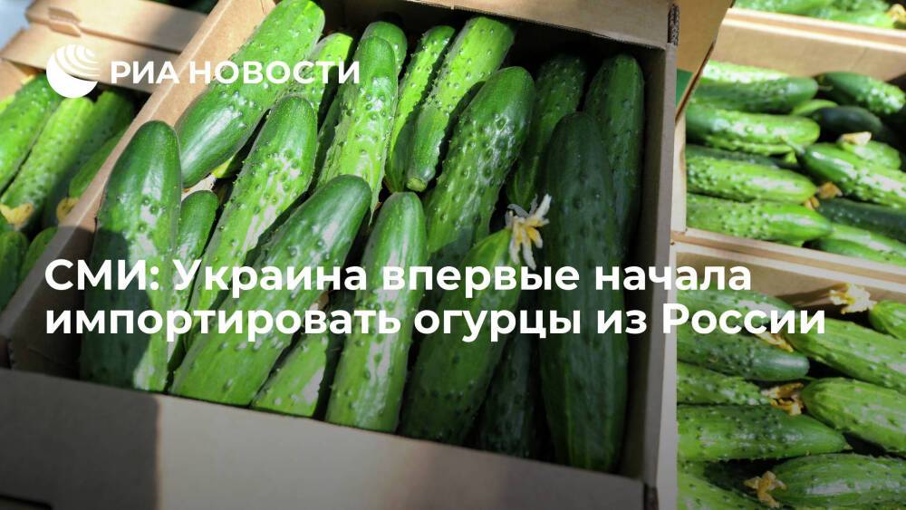 EastFruit: Украина впервые начала импортировать огурцы из России