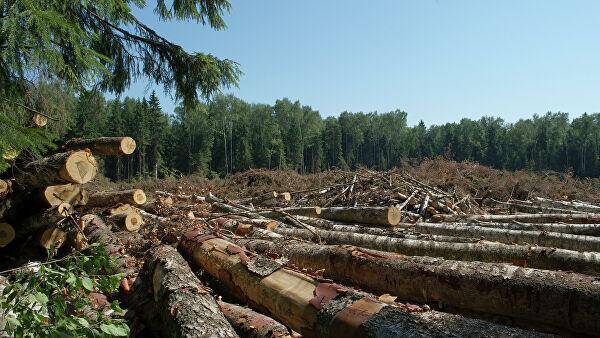 Еврокомиссар: запрет импорта товаров из-за вырубки лесов не должен поднять цены на них