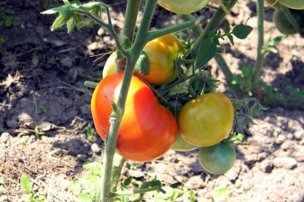 С января 2021 года на Кубани собрали свыше 500 тысяч тонн овощей