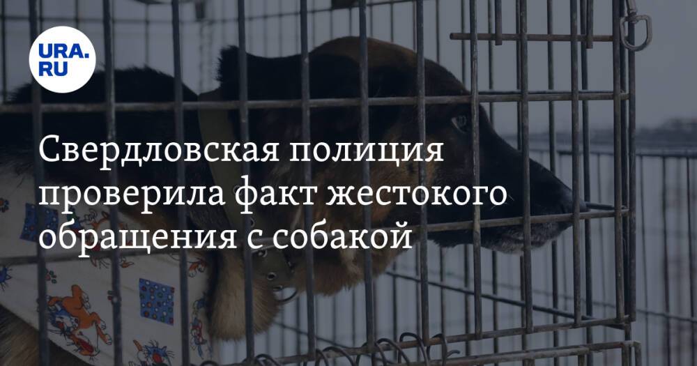 Свердловская полиция проверила факт жестокого обращения с собакой
