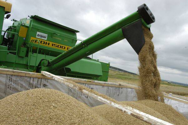 Минсельхоз прогнозирует сбор пшеницы меньше прошлогоднего