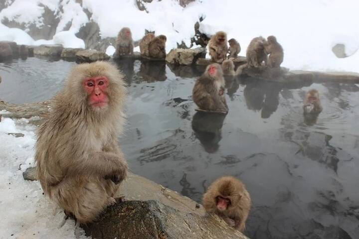 Японские приматы появятся в новосибирском зоопарке