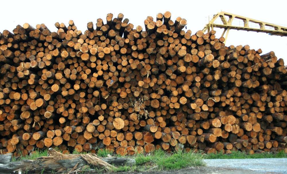 Рада оставила в силе мораторий на вывоз леса-кругляка из Украины
