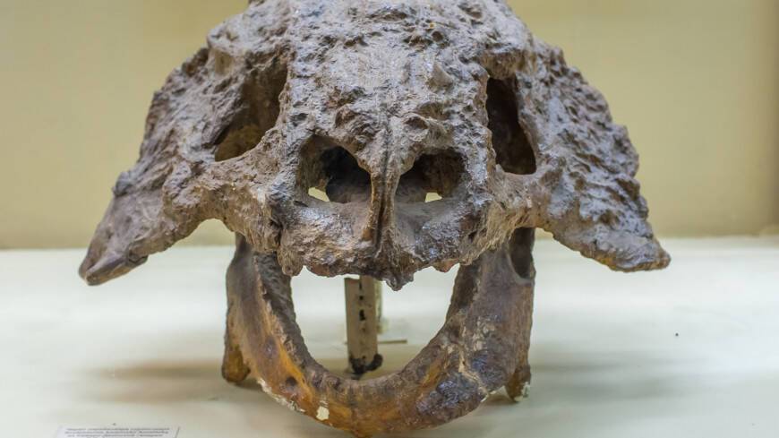 В Бразилии обнаружили останки редкого беззубого динозавра