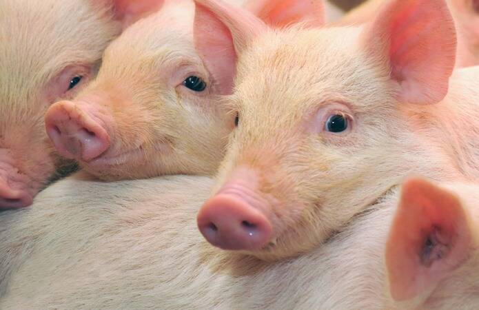 Количество свиней в Украине опустилось ниже 6-миллионной отметки