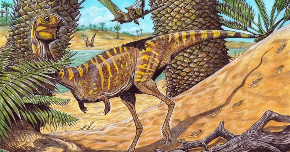 Без единого зуба. В Бразилии нашли останки нового вида крошечного динозавра