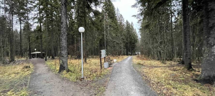 Парки Петрозаводска избавят от упавших деревьев