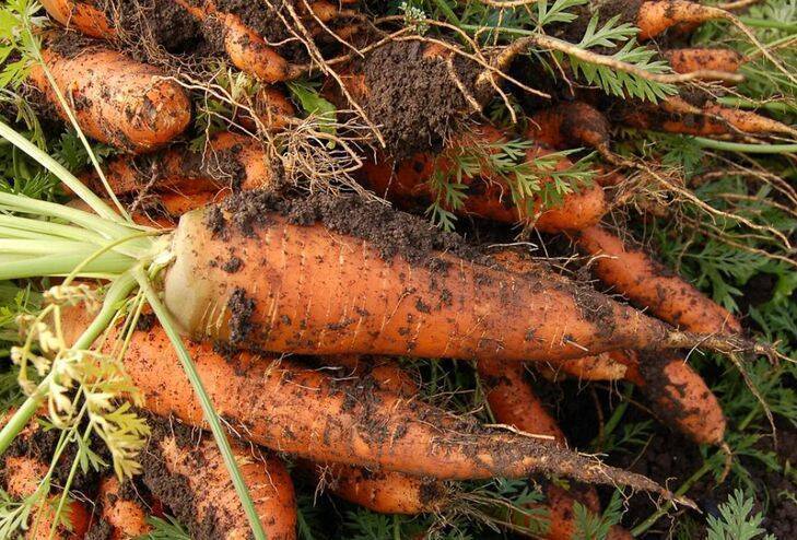 Посев моркови на туалетную бумагу: излюбленный способ огородников-любителей
