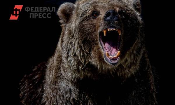 В Томской области собака спасла мужчину, которого едва не растерзал медведь