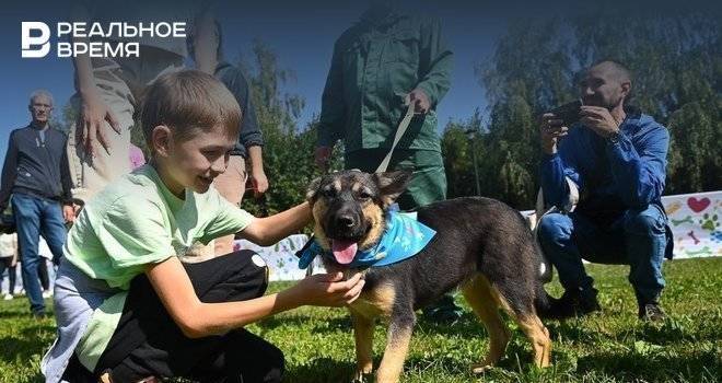 В сельском поселении Татарстана отменили карантин по бешенству животных