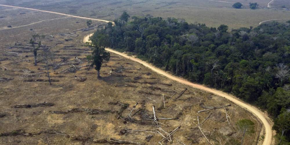 Более 100 стран мира согласились прекратить вырубку лесов к 2030 году