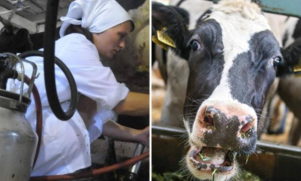 Почему убыточные государственные совхозы вывозят из Карелии молоко по низким ценам?