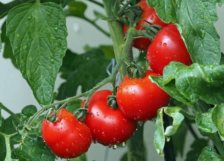 Для будущего урожая: готовим с осени «вкусную» грядку для томатов