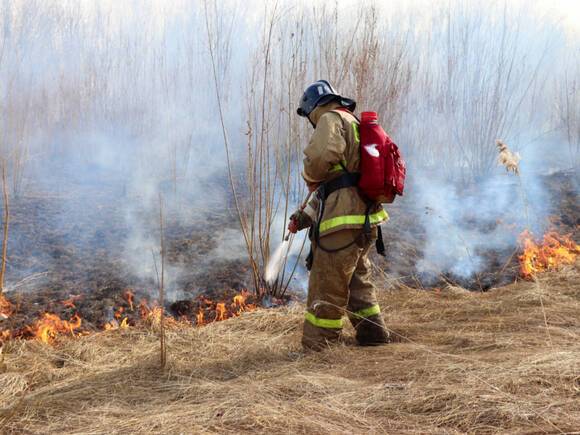 В России нашли пользу от лесных пожаров
