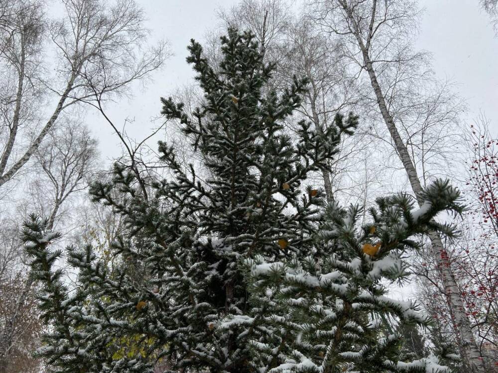 В Новосибирске потеплеет до +1 градуса с 22 ноября