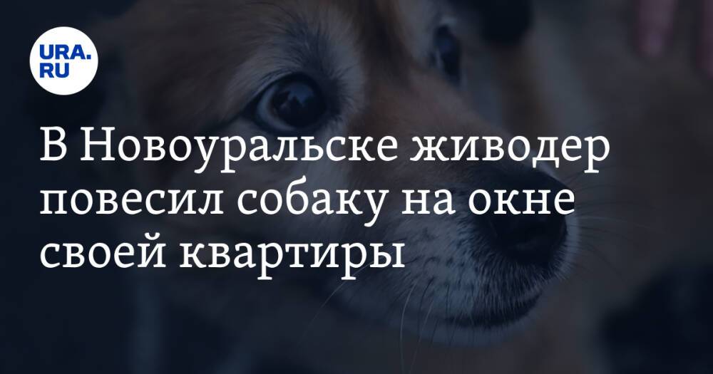 В Новоуральске живодер повесил собаку на окне своей квартиры