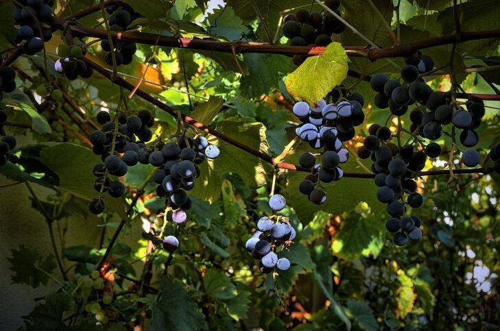 Чем укрыть виноград на зиму: досадные ошибки дачников