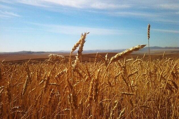 Осадки помешали забайкальским аграриям собрать рекордный урожай зерна