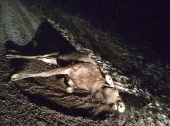 В Вологодской области ищут водителя фуры, сбившего лося