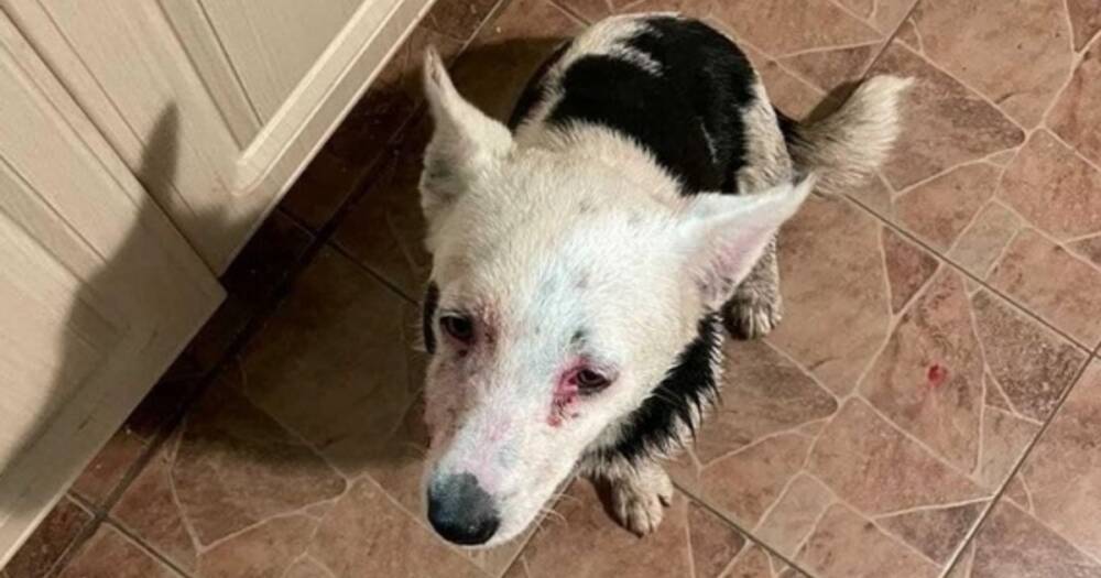В Госдуме проверят жестокое избиение пса хозяином в Краснодарском крае