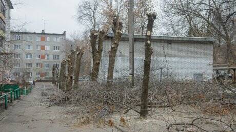 Вадим Супиков помог жителям «Стрелы» провести опиловку деревьев
