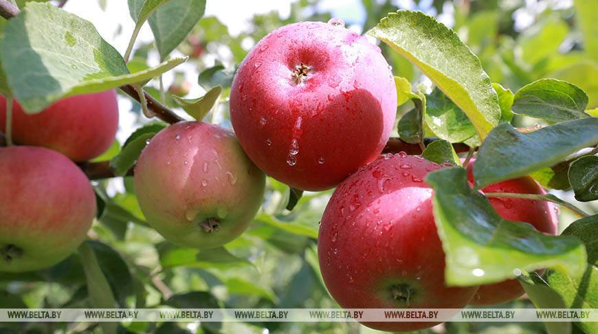 Молодежь столицы высадит более 100 яблонь в зоне отдыха "Жара"