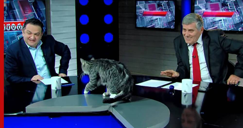 Кот запрыгнул на стол ведущего и прервал эфир грузинского телевидения