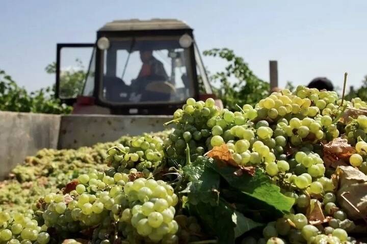 На Ставрополье собрали более 43 тонны винограда
