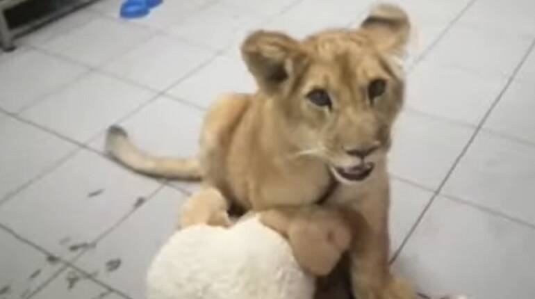 Юного львенка подкинули в центр диких животных «Велес» в Петербурге