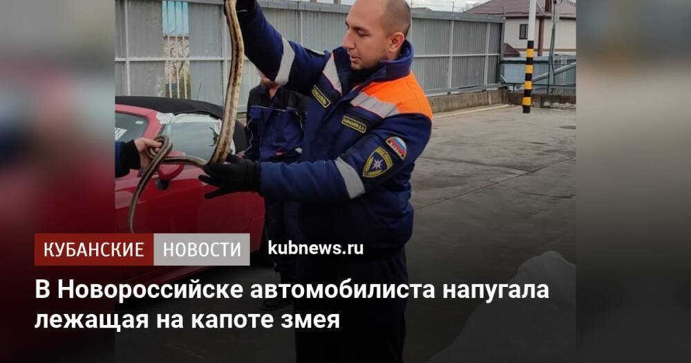 В Новороссийске автомобилиста напугала лежащая на капоте змея